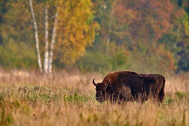 Avrupa 'da vahşi yaşam. Sonbahar ormanlarında bizon sürüsü, doğada büyük kahverengi hayvanlar, ağaçlarda sarı yapraklar, Bialowieza NP, Polonya. Doğadan vahşi yaşam sahnesi.