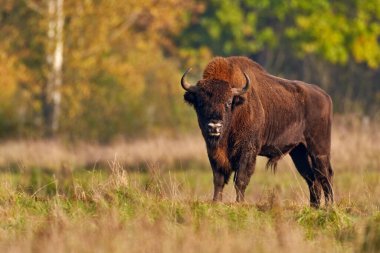 Avrupa 'da vahşi yaşam. Sonbahar ormanlarında bizon sürüsü, doğada büyük kahverengi hayvanlar, ağaçlarda sarı yapraklar, Bialowieza NP, Polonya. Doğadan vahşi yaşam sahnesi.