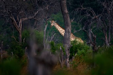 Ormanda büyük ağaçlı zürafa, akşam ışığı, gün batımı. Akşam turuncu gün batımlı Idyllic zürafa silueti, Khwai Nehri, Botswana 'da Moremi. Zürafanın gizli portresi. 