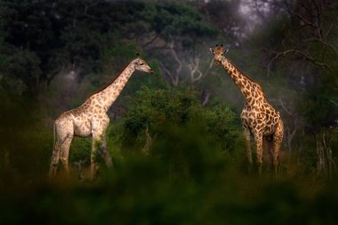 Ormanda büyük ağaçlı zürafa, akşam ışığı, gün batımı. Akşam turuncu gün batımlı Idyllic zürafa silueti, Khwai Nehri, Botswana 'da Moremi. Zürafanın gizli portresi. 