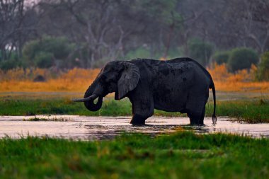 Doğadaki büyülü vahşi yaşam sahnesi. Gün batımı, fil besleme ağacı dalı. Doğada soğuk bir sabah, Afrika. Gün batımı, Khwai filinin içmesi. Eski ormandaki büyük hayvan. Akşam turuncu ışık, gün batımı. 