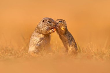 Avrupa yer sincabı savaşı, Spermophilus citellus, yaz boyunca yeşil çimlerde oturan, detaylı hayvan portresi, Almanya. Doğadan vahşi yaşam sahnesi.