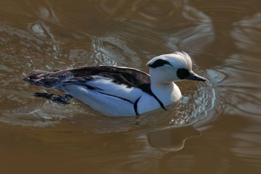 Smew, Mergellus albellus, nehirdeki beyaz siyah ördek. Doğadaki kuş, Avrupa 'daki vahşi yaşam. Almanya 'da yayıldı..