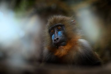 Mandrill, Mandrillus sfenks, karanlık tropikal ormandaki ağaç dalında oturuyor. Doğa habitatında bir hayvan, ormanda. Orta Afrika 'daki maymun portresi, Gabon' daki orman.
