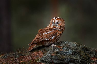 Tawny baykuşu ormandaki taşın üzerinde oturuyor. Temiz yeşil arka plan. Doğada güzel bir hayvan. İsveç ormanındaki kuş. Koyu ladin ağacından vahşi yaşam sahnesi. Yaşam alanındaki mistik kuş.