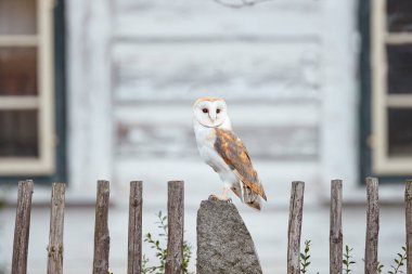 Kır evinin önündeki ahşap çitte oturan baykuş, şehir habitatındaki kuş, Çek Cumhuriyeti 'nin duvarında el arabası. Vahşi kış ve yaban baykuşlu kar. Doğadan vahşi yaşam sahnesi.