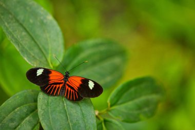 Heliconius Melpomene, Kosta Rika 'dan gelen postacı kelebek. Doğal ortamdaki yeşil izinde oturuyor. Kosta Rika 'nın tropik ormanlarındaki büyük kelebek. Yeşil ormanda güzel bir böcek.