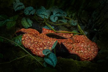 Bukit Barisan Selatan NP 'den Rafflesia, Sumatra, Endonezya. Ölü çiçek, Rafflesia arnoldii dünyadaki en büyük tek çiçek haline gelir. Karanlık tropik ormanda büyük kırmızı bir çiçek.
