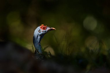 Gutemala doğası. Ocellated hindi, Meleagris ocellata, nadir bulunan bir kuş, Tikal Ulusal Parkı, Gutemala. Doğadan vahşi yaşam sahnesi. Doğada kırmızı siğili olan kuş. Türkiye habitatında.