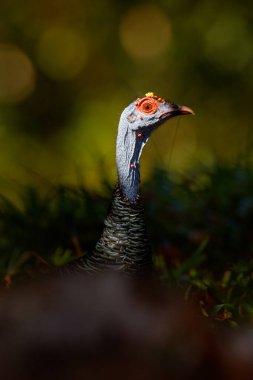 Gutemala doğası. Ocellated hindi, Meleagris ocellata, nadir bulunan bir kuş, Tikal Ulusal Parkı, Gutemala. Doğadan vahşi yaşam sahnesi. Doğada kırmızı siğili olan kuş. Türkiye habitatında.