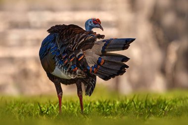 Gutemala doğası. Ocellated hindi, Meleagris ocellata, nadir bulunan bir kuş, Tikal Ulusal Parkı, Gutemala. Doğadan vahşi yaşam sahnesi. Doğada kırmızı siğili olan kuş. Türkiye habitatında.
