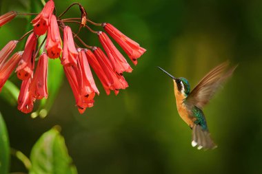 Tropik ormanlar, tropik ormanlar Talamaca, Kosta Rika 'da çiçek eşliğinde mor boğazlı kuş sinekkuşu, Lampornis calolaemus ile çiçek açarlar. Doğa Yaban Hayatı.