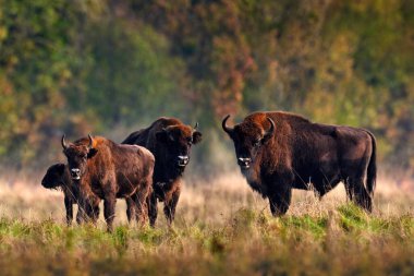 Avrupa 'da vahşi yaşam. Sonbahar ormanlarında bizon sürüsü, doğada büyük kahverengi hayvanlar, ağaçlarda sarı yapraklar, Bialowieza NP, Polonya. Doğadan vahşi yaşam sahnesi.