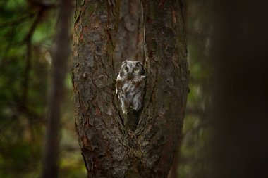Ağaç yuva delik ormandaki gizli baykuş. Kukumav Athene noctua, kuş doğa ortamlarında sarı gözler, Almanya. Doğadan yaban hayatı sahne. Ağaç gövdesi ile kuş.