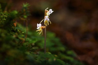 Epipogium afillum, Hayalet Orkide, doğal orman habitatı, geniş açı, Sumava NP, Çek Cumhuriyeti. Orman ışıklarıyla nadir çiçek açan orkide Sumava dağlarındaki doğal yaşam alanında iki çiçek.