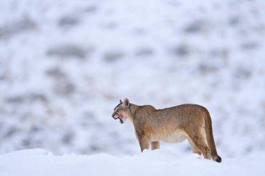 Puma, karlı kış ortamı, Torres del Paine, Şili. Vahşi büyük kedi Cougar, Puma concolor, taşlı tehlikeli bir hayvanın gizli portresi. Dağ Aslanı. Doğadan vahşi yaşam sahnesi. 