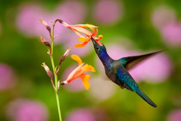 Hummingbird Violeta Sabrewing Grande Pássaro Azul Voando Lado Bela Flor — Fotografia de Stock