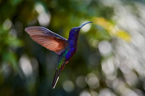 Kolibrie Violet Sabrewing Grote Blauwe Vogel Vliegen Naast Mooie Roze — Stockfoto