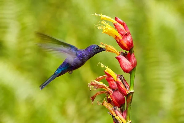 Hummingbird Violeta Sabrewing Grande Pássaro Azul Voando Lado Bela Flor — Fotografia de Stock