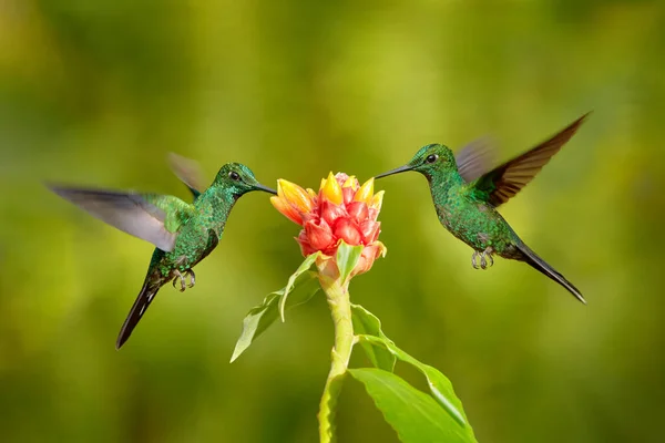 熱帯コスタリカの野生動物 ピンクの花から2羽の鳥が蜜を吸う ハチドリ緑 美しい赤い花の横に飛んで鮮やかな Heliodxaジャクラ冠 小さな鳥がジャングルを飛ぶ — ストック写真