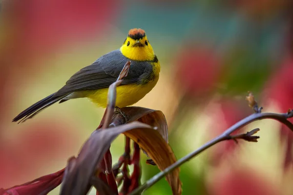 Collared whitestart, Myioborus torquatus, yellow grey red birs in the nature flower habitat. Collared redstart, tropical New World warbler endemic mountains of Costa Rica. Wildlife in forest.