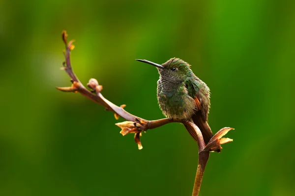 Verborgener Vogel Grüner Vegetation Streifenschwanzkolibri Eupherusa Eximia Savegre Cordillera Talamanca — Stockfoto