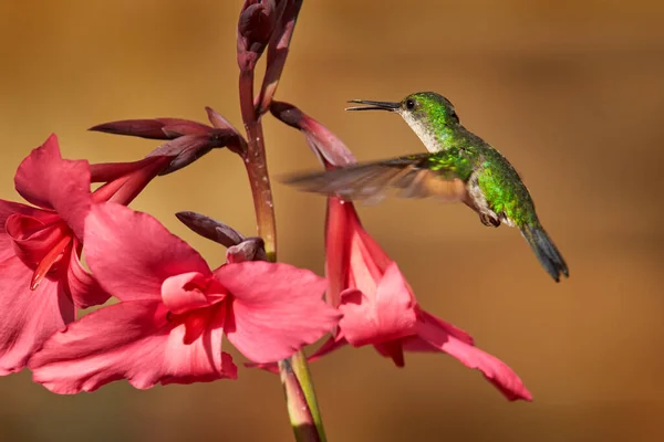 Hummingbird Strisce Eupherusa Eximia Savegre Talamanca Costa Rica Uccello Nell — Foto Stock