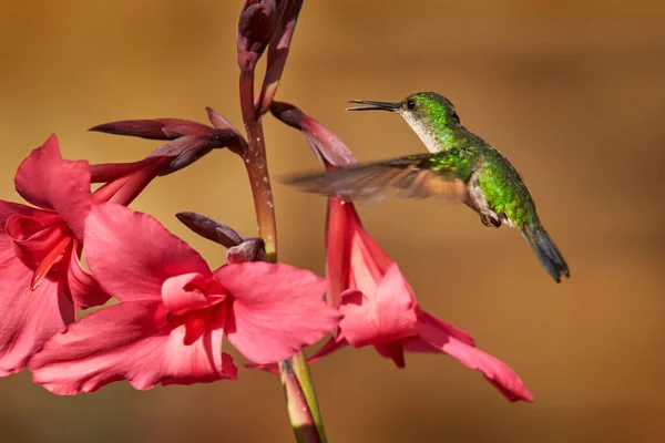 Streifenschwanzkolibri Eupherusa Eximia Savegre Talamanca Costa Rica Vogel Der Natur — Stockfoto