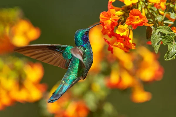 Vida Selvagem Costa Rica Beija Flor Com Flor Laranja Voo — Fotografia de Stock