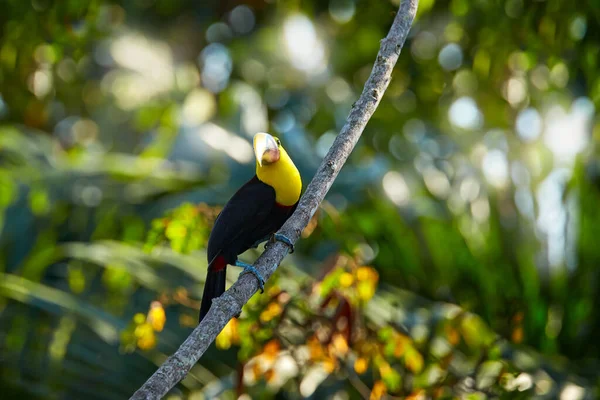 Wildtiere Tropenwald Natur Costa Rica Der Kastanienblättrige Tukan Sitzt Bei — Stockfoto