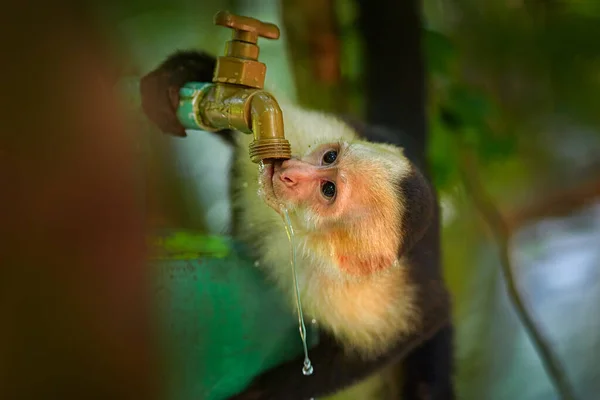 Majom Vizet Iszik Csővezetékből Fehér Fejű Kapucinus Fekete Majom Faágon — Stock Fotó