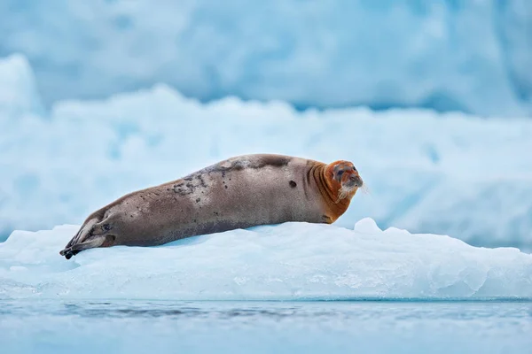 Арктична Природа Сніжна Дика Природа Крихітна Тюлень Арктичному Сніговому Середовищі — стокове фото