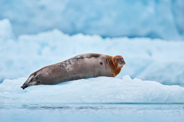 Nature Arctique Faune Enneigée Jolie Phoque Dans Habitat Enneigé Arctique — Photo