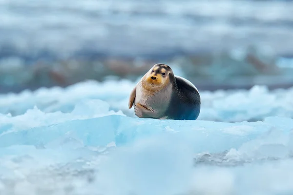 北極の自然 雪に覆われた野生動物 北極の雪の生息地でかわいいシール 北極スヴァールバルの青と白の氷の上にひげを生やしたシールは フィンを持ち上げます 自然の中での野生動物のシーン — ストック写真