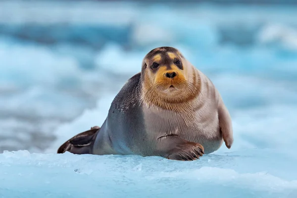 北極の自然 雪に覆われた野生動物 北極の雪の生息地でかわいいシール 北極スヴァールバルの青と白の氷の上にひげを生やしたシールは フィンを持ち上げます 自然の中での野生動物のシーン — ストック写真