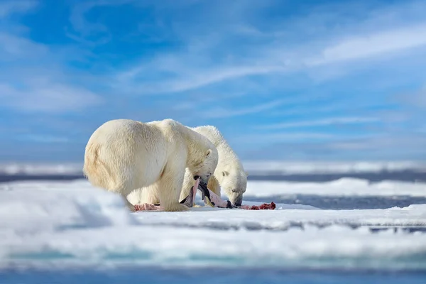 Natura Niedźwiedź Polarny Dryfującym Lodzie Śniegiem Żywiącym Się Zabitą Foką — Zdjęcie stockowe