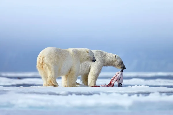 Природно Білий Ведмідь Дрейфуючому Льоду Снігом Живиться Вбитою Тюленем Скелетом — стокове фото