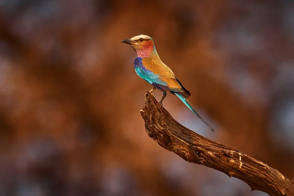 Lilac-breasted roller, Coracias caudatus, head with blue sky. Pink and blue animal. Evening sunset with bird on the tree. Beautiful African bird, close-up portrait. Detail portrait of beautiful bird.