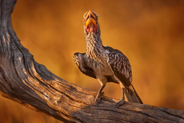Southern Yellow Fakturert Hornbill Tockus Leucomelas Fugl Med Stort Lovforslag – stockfoto