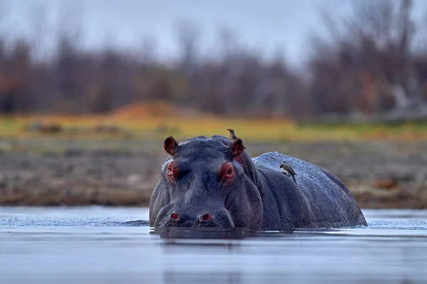 Botswana Vadvilág Víziló Nyitott Szájjal Szájkosár Toouth Veszélyes Állat Vízben — Stock Fotó