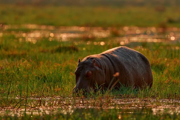 博茨瓦纳野生动物 用嘴张嘴的嬉皮 水里有危险的动物 河马头的详细肖像 河马两栖动物 有黄昏的太阳 自然界中的动物 — 图库照片