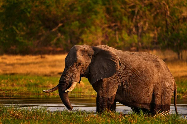 Elefante Relva Céu Azul Cena Vida Selvagem Natureza Elefante Habitat — Fotografia de Stock