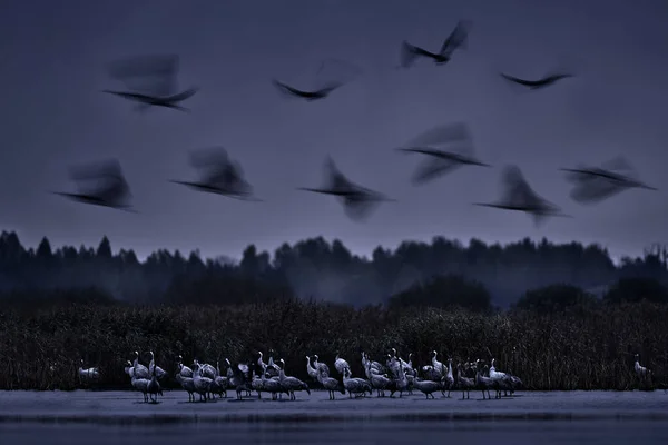 Art nature, blur fly cranes in habitat. Wildlife Poland. Common Crane, Grus grus, big bird in the nature habitat. Wildlife scene from Europe. Grey crane with long neck. Big bird in the water,