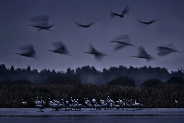 Konst Natur Suddiga Fluga Kranar Livsmiljö Djurliv Polen Vanlig Trana — Stockfoto