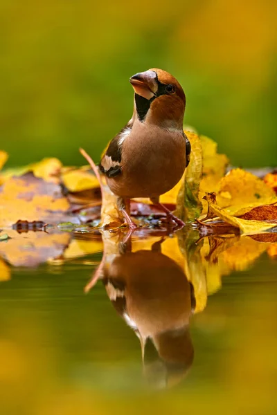 Jesienna Dzicz Hawfinch Coccothraustes Coccothraustes Brązowy Ptaszek Siedzący Pomarańczowo Żółtym — Zdjęcie stockowe