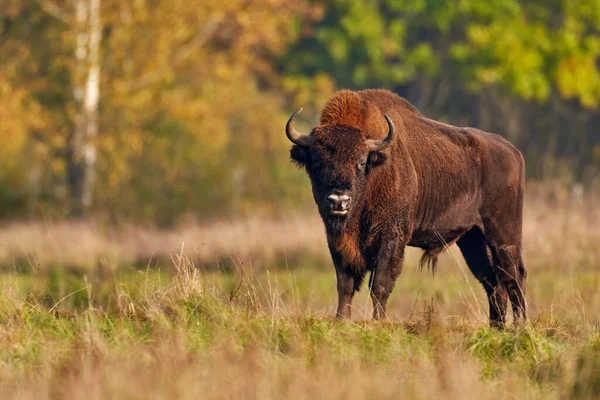 Fauna Selvatica Europa Bison Gregge Nella Foresta Autunnale Scena Soleggiata — Foto Stock