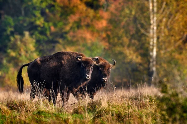 Avrupa Vahşi Yaşam Sonbahar Ormanlarında Bizon Sürüsü Doğada Büyük Kahverengi — Stok fotoğraf
