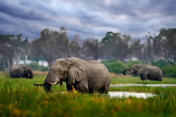 Coucher Soleil Éléphant Khwai Buvant Grand Animal Dans Vieille Forêt — Photo