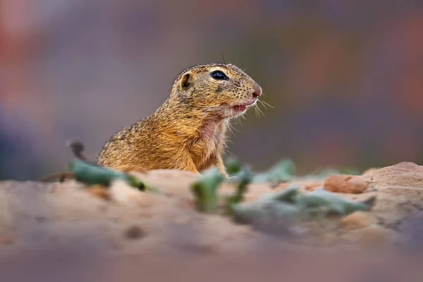 夏季坐在沙地绿草上的松鼠 动物肖像细节 捷克共和国 — 图库照片