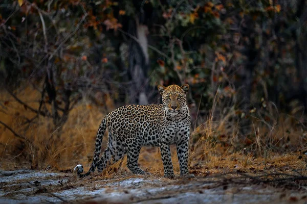 Africa Wildlife Leopard Panthera Pardus Shortidgei Hidden Head Portrait Nice — Stockfoto